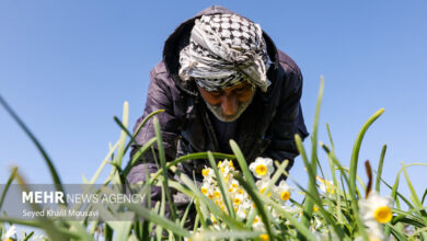 برداشت گل‌های تزئینی در خوزستان